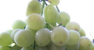 Как приготовить домашнее вино из винограда (красного или белого) Мускатные белые вина